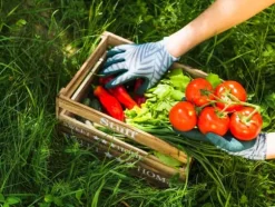 FÄRDIG BIOJORD FÖR GRÖNSAKER OCH TOMATER BIOVITA 50L MED GÖDSEL