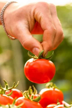 FÄRDIG BIOJORD FÖR GRÖNSAKER OCH TOMATER BIOVITA 50L MED GÖDSEL