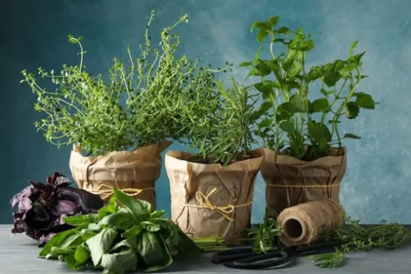 Färdigt Biovita örtjordssubstrat 10 l med gödselmedel