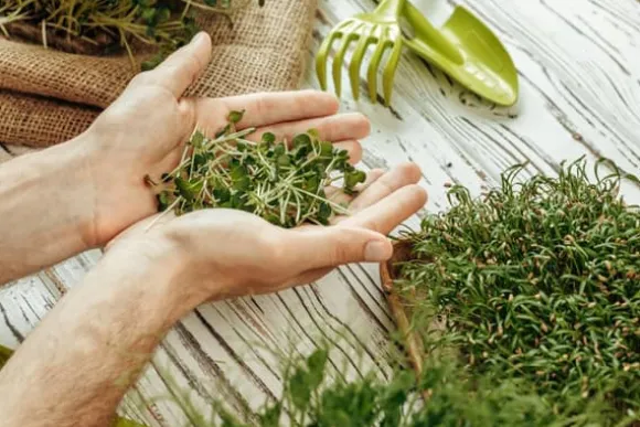 Färdigt Biovita örtjordssubstrat 10 l med gödselmedel