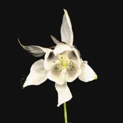 Fridge : Happiness CD 20th Anniversary Album (2023)