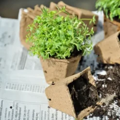 Frökrukeset, 5.5x6x6 cm, Brun