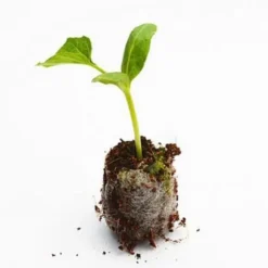 Fröstartare Jordpluggar Växtfiber Plantskola Block Torv Jordpellets