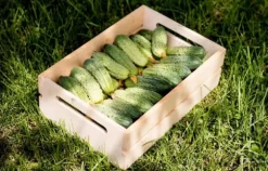 Frykas inlagd gurka - hybrid 6g. PlantiCo frön