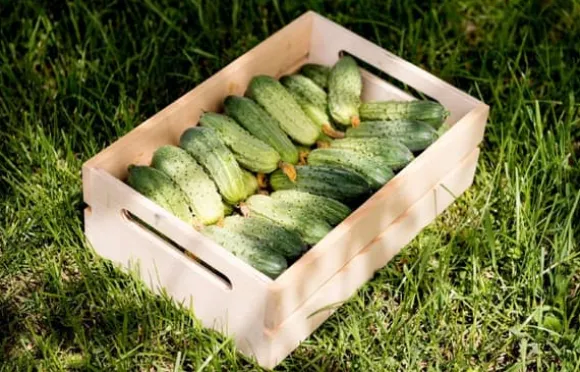 Frykas inlagd gurka - hybrid 6g. PlantiCo frön