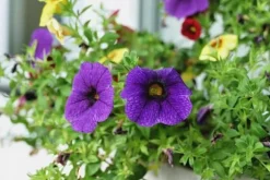 GÖDNINGSMEDEL FÖR BALKONGVÄXTER 0,75L AGRECOL