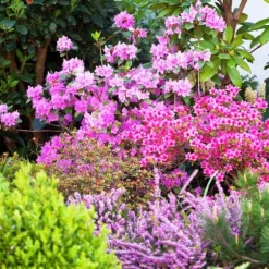 Gödsel för Rhododendron och Azaleor Trädgårdsstart 2kg