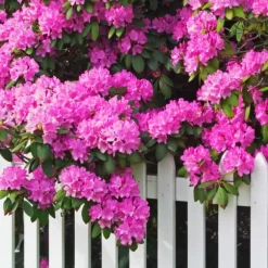 Gödsel för Rhododendron och Azaleor Trädgårdsstart 2kg
