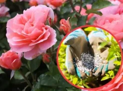 Gödsel för Rose Blommor Granulat Trädgård Start 2kg