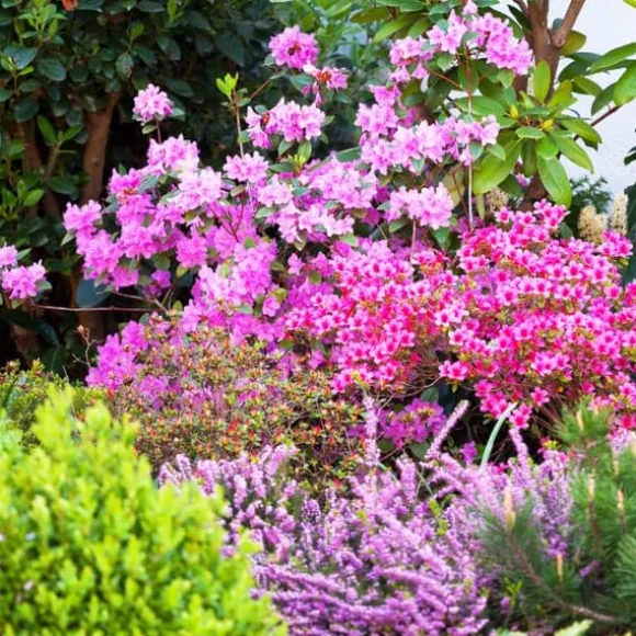 Gödsel för Syraälskande Blåbär Trädgård Start 2kg