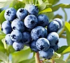 Gödsel för Syraälskande Blåbär Trädgård Start 1kg