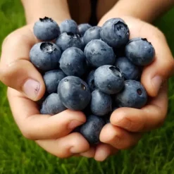 Gödsel för Syraälskande Blåbär Trädgård Start 1kg