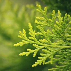 Gödsel för Thujas, Arborvitaes, Barrträd, Garden Start 2kg