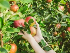 Gödselmedel för fruktträd och buskar Trädgård Start 2kg