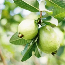 Gödselmedel för fruktträd och buskar Trädgård Start 2kg
