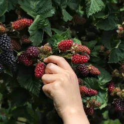 Gödselmedel för fruktträd och buskar Trädgård Start 2kg