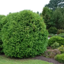 Gödselmedel för Thujas, Arborvitaes, Barrträd, Garden Start 5 kg