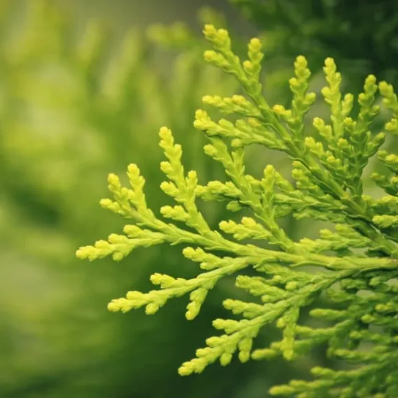 Gödselmedel för Thujas, Arborvitaes, Barrträd, Garden Start 5 kg