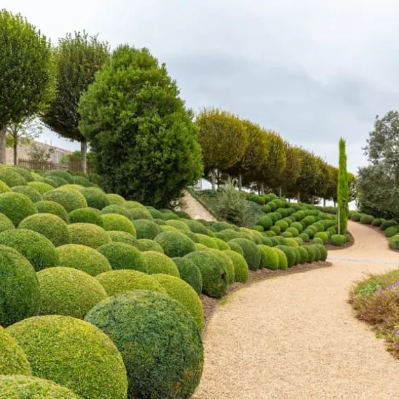Gödselmedel för Thujas, Arborvitaes, Barrträd, Garden Start 5 kg