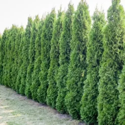 Gödselmedel för Thujas, Arborvitaes, Barrträd, Garden Start 10kg