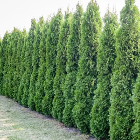 Gödselmedel för Thujas, Arborvitaes, Barrträd, Garden Start 10kg