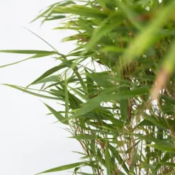 Glansbambu - Fargesia nitida 'Gansu' - Höjd 50-70cm - Kruka 17cm