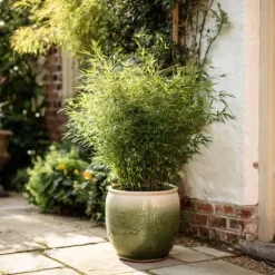 Glansbambu - Set om 6 - Fargesia nitida 'Gansu' - Höjd 50-70cm - ⌀17cm