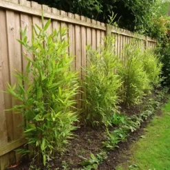 Glansbambu - Set om 6 - Fargesia nitida 'Gansu' - Höjd 50-70cm - ⌀17cm