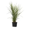 Glansmiskantus - Miscanthus sinensis 'Zebrinus' - Höjd 20-30cm - ⌀23cm