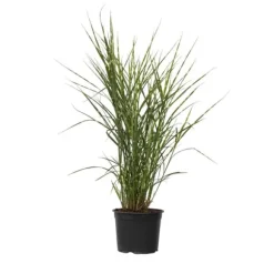 Glansmiskantus - Miscanthus sinensis 'Zebrinus' - Höjd 20-30cm - ⌀23cm