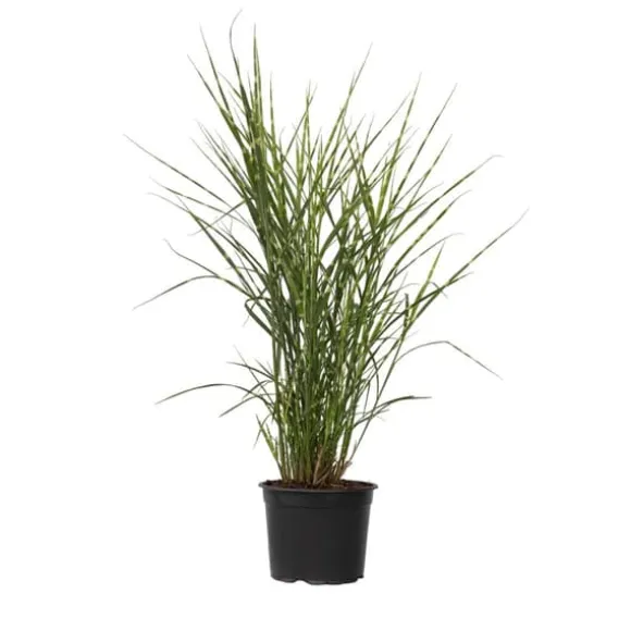 Glansmiskantus - Miscanthus sinensis 'Zebrinus' - Höjd 20-30cm - ⌀23cm