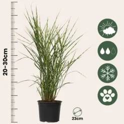 Glansmiskantus - Miscanthus sinensis 'Zebrinus' - Höjd 20-30cm - ⌀23cm
