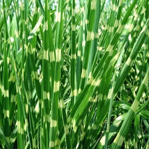 Glansmiskantus - Miscanthus sinensis 'Zebrinus' - Höjd 20-30cm - ⌀23cm
