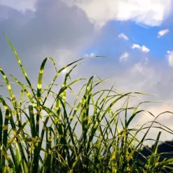 Glansmiskantus - Miscanthus sinensis 'Zebrinus' - Höjd 20-30cm - ⌀23cm
