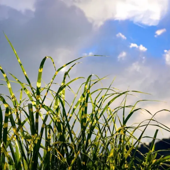 Glansmiskantus - Miscanthus sinensis 'Zebrinus' - Höjd 20-30cm - ⌀23cm