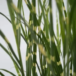 Glansmiskantus - Miscanthus sinensis 'Zebrinus' - Höjd 20-30cm - ⌀23cm