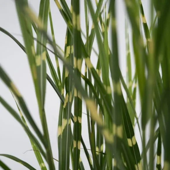 Glansmiskantus - Miscanthus sinensis 'Zebrinus' - Höjd 20-30cm - ⌀23cm