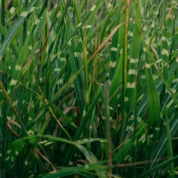 Glansmiskantus - Miscanthus sinensis 'Zebrinus' - Höjd 20-30cm - ⌀23cm