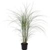 Glansmiskantus - Miscanthus sinensis 'Kleine Silberspinne - Höjd 20-30cm - ⌀23cm