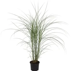 Glansmiskantus - Miscanthus sinensis 'Kleine Silberspinne - Höjd 20-30cm - ⌀23cm