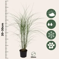 Glansmiskantus - Miscanthus sinensis 'Kleine Silberspinne - Höjd 20-30cm - ⌀23cm