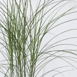 Glansmiskantus - Miscanthus sinensis 'Kleine Silberspinne - Höjd 20-30cm - ⌀23cm