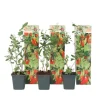 Goji bär - Set om 3 - Lycium barbarum - Höjd 25-40cm - ⌀9cm
