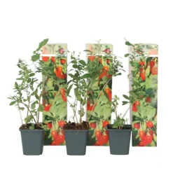 Goji bär - Set om 3 - Lycium barbarum - Höjd 25-40cm - ⌀9cm
