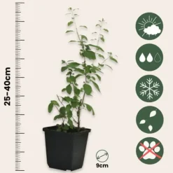 Goji bär - Set om 3 - Lycium barbarum - Höjd 25-40cm - ⌀9cm