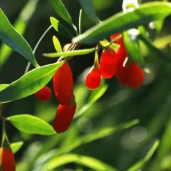 Goji bär - Set om 3 - Lycium barbarum - Höjd 25-40cm - ⌀9cm