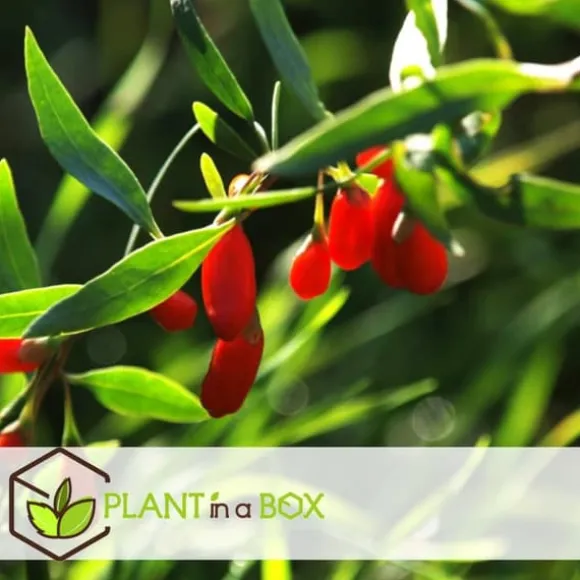 Goji bär - Set om 3 - Lycium barbarum - Höjd 25-40cm - ⌀9cm