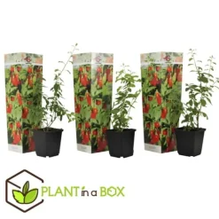 Goji bär - Set om 3 - Lycium barbarum - Höjd 25-40cm - ⌀9cm