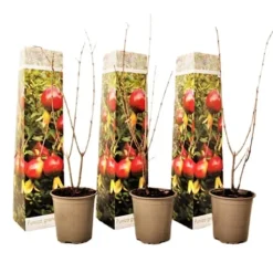 Granatäpple - Set om 3 - Punica granatum - Höjd 25-40cm - ⌀9cm
