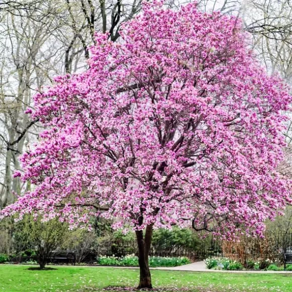 Granulerad gödsel för Magnolias Garden Start 1kg